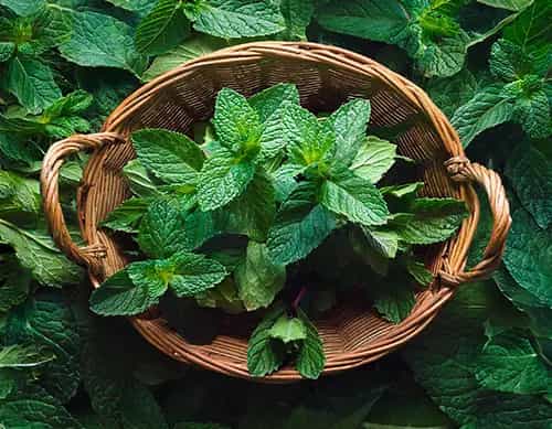 Menta