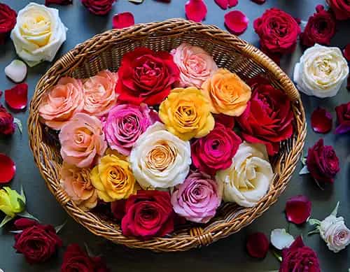 Rosa
