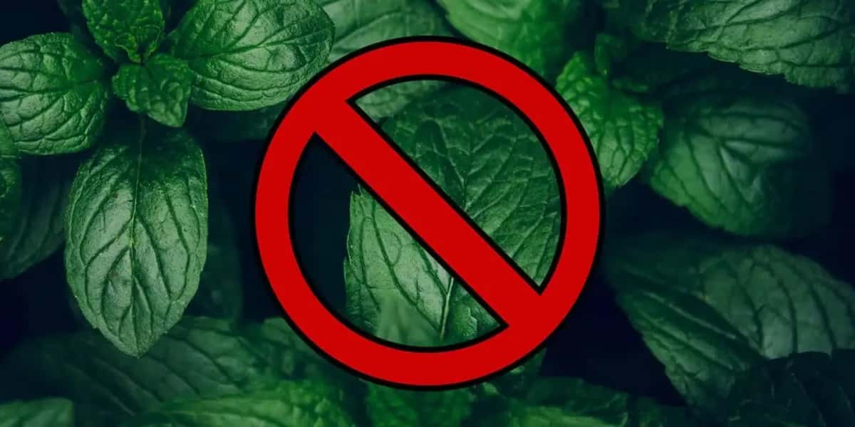 Menthol Verbot - Was bedeutet es für die Shishaszene?