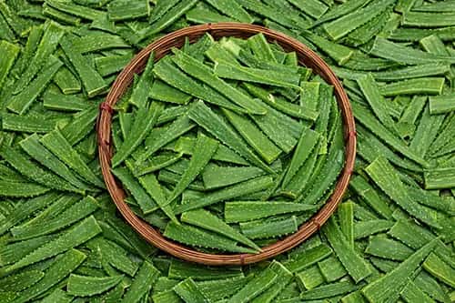 Aloe