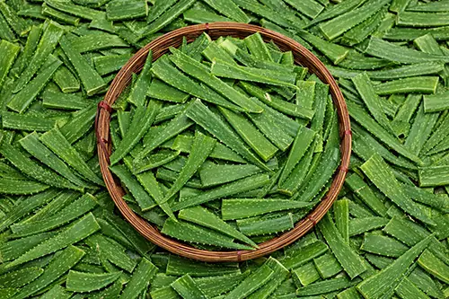 Aloe