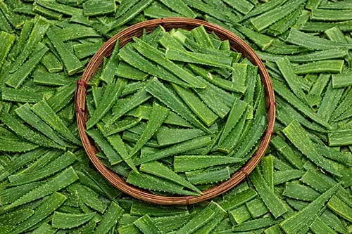 Aloe