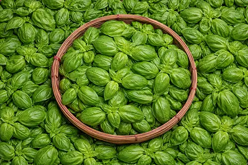 Basil