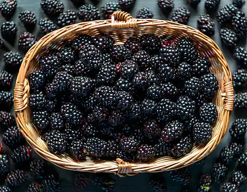 Geschmack: Brombeere