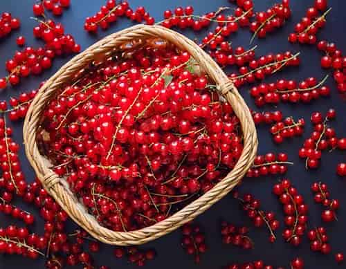 Currant β Shisha tobacco flavor