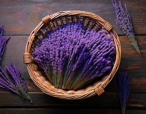 Lavender