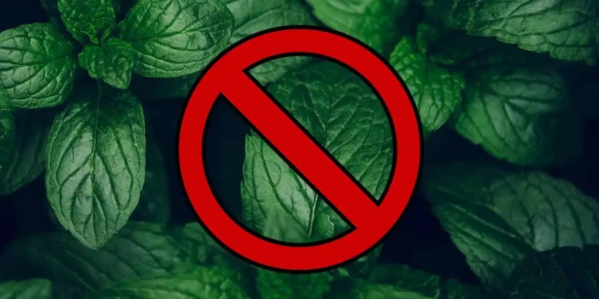 Menthol Verbot - Was bedeutet es für die Shishaszene?