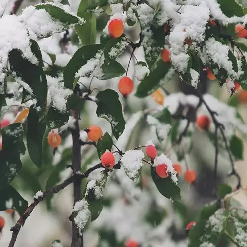 Winter Shisha Tabak und Weihnachts Shisha Tabak 2022